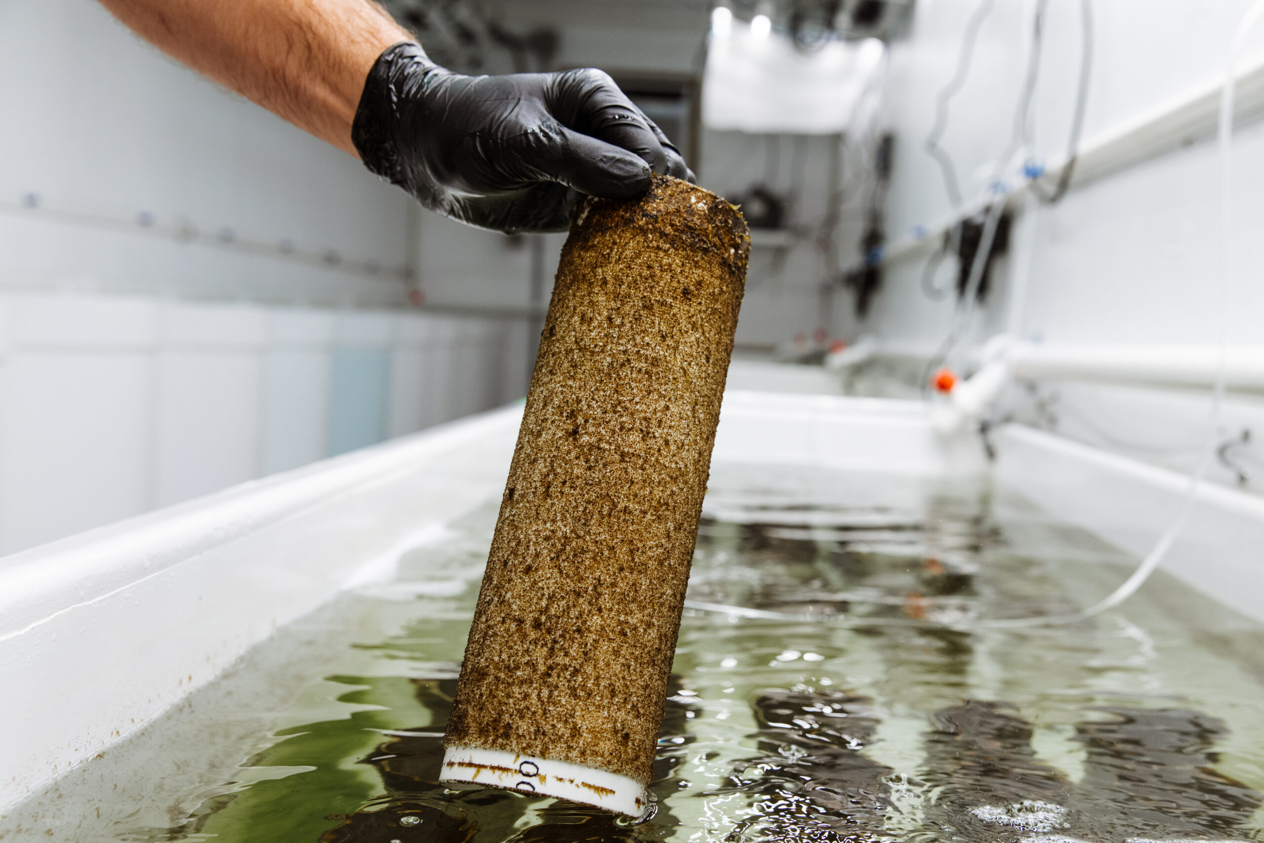 Kelp_nursery_image7