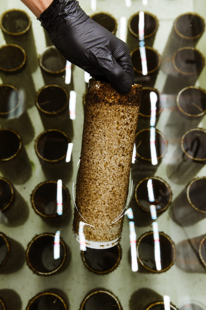 wck_Kelp_Seed_cultivation