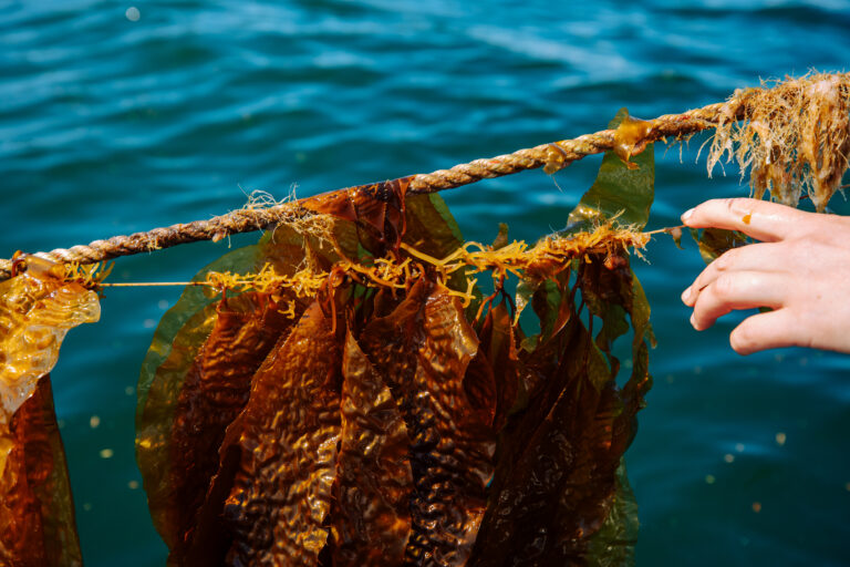 wck_restoration_images3