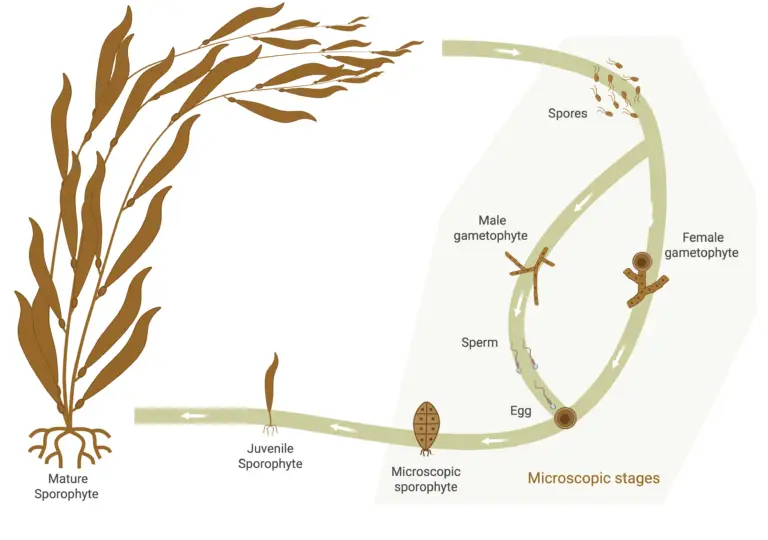 Kelp_seed_Life_Cycle