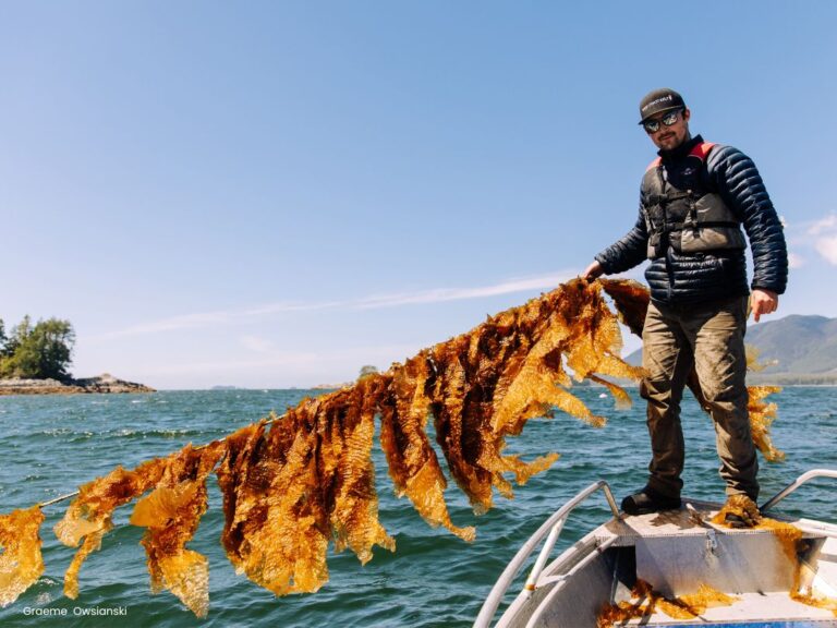kelp-on-long-lines