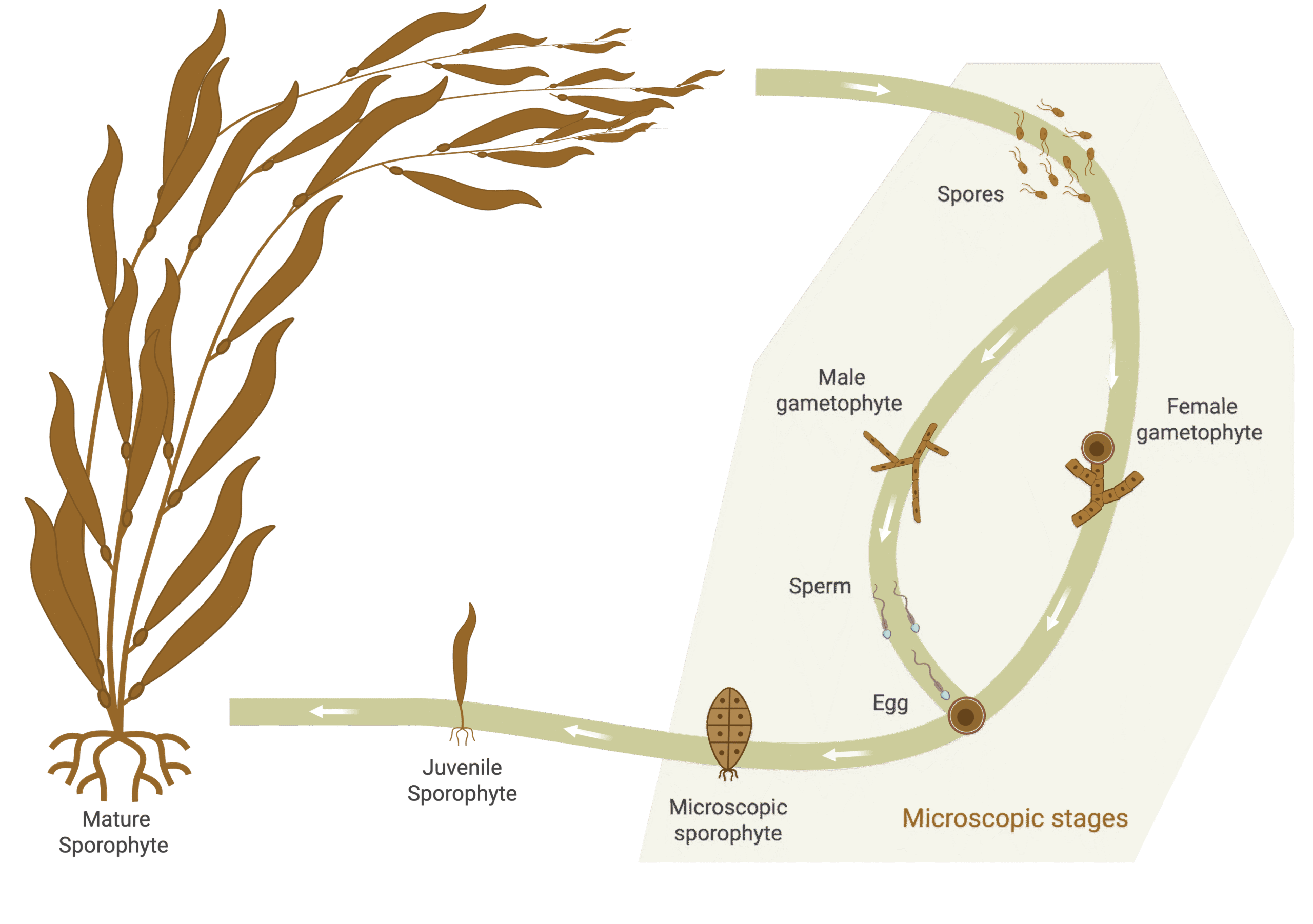 kelp-seed-diagram