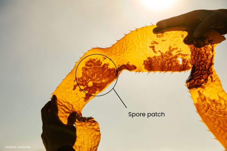 kelp-spore-patch