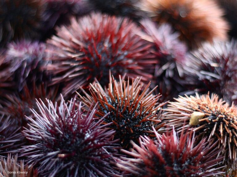 sea-urchins