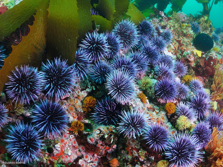 sea-urchins