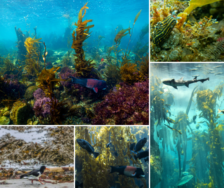 Biodiversity-kelpforests