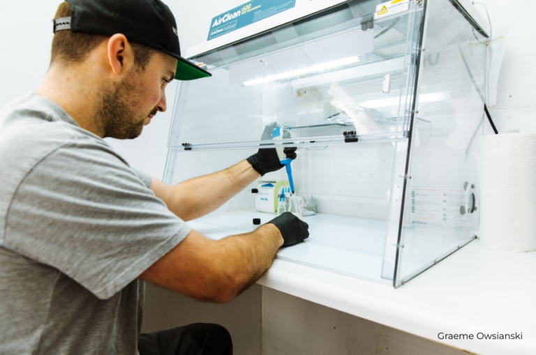 Restoration_timelines