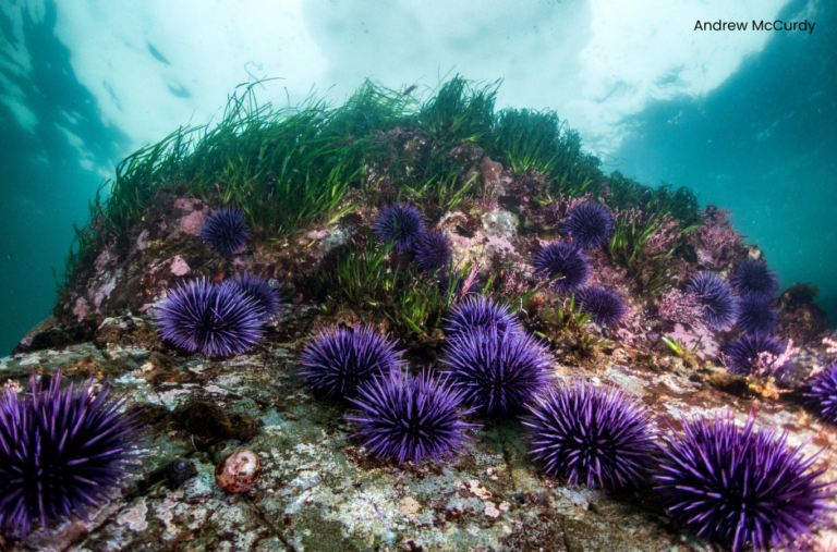 Sea_Urchins