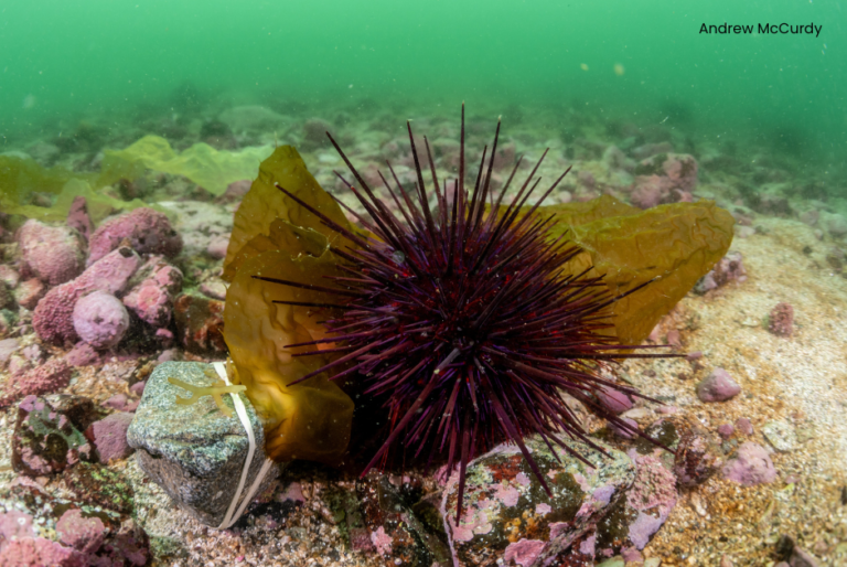 Sea_Urchin_eating_Kelp