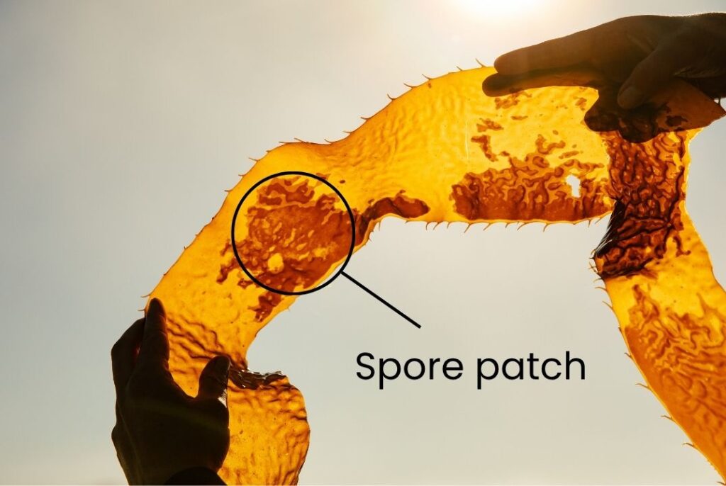 Kelp blade with visible spore patch used for reproduction