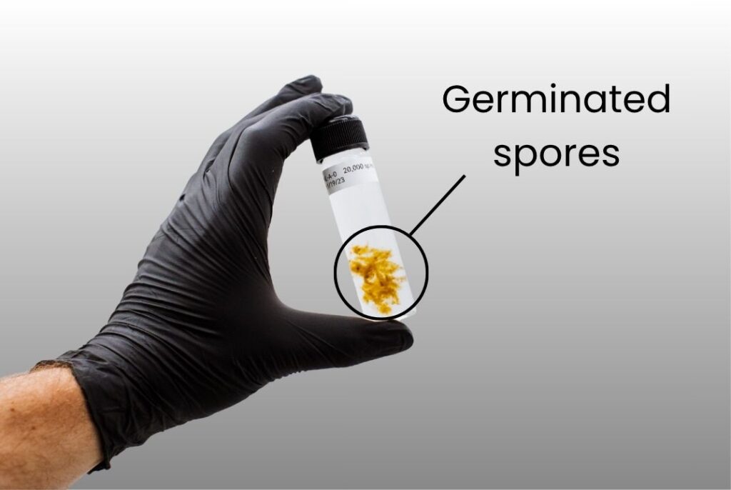 Close-up of germinated kelp spores in a vial held by a gloved hand