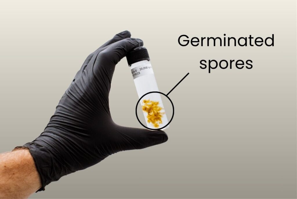 Close-up of germinated kelp spores in a vial held by a gloved hand